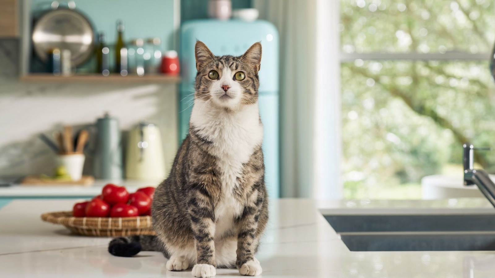 Acetaminophen (Tylenol) Toxicity in Cats