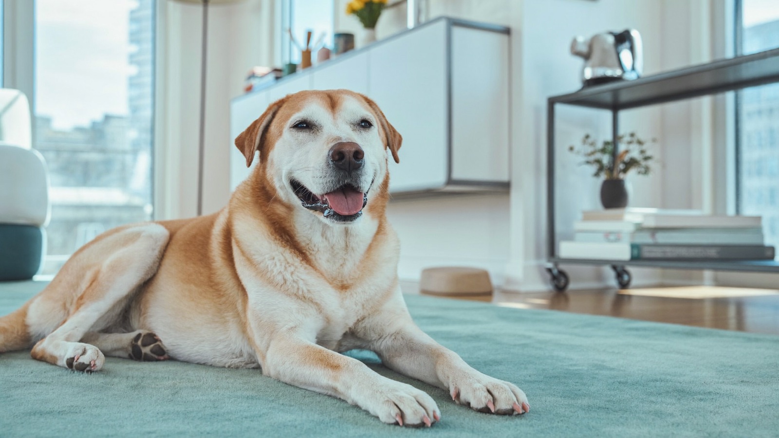 Anal Gland Problems in Dogs: Signs & Treatment