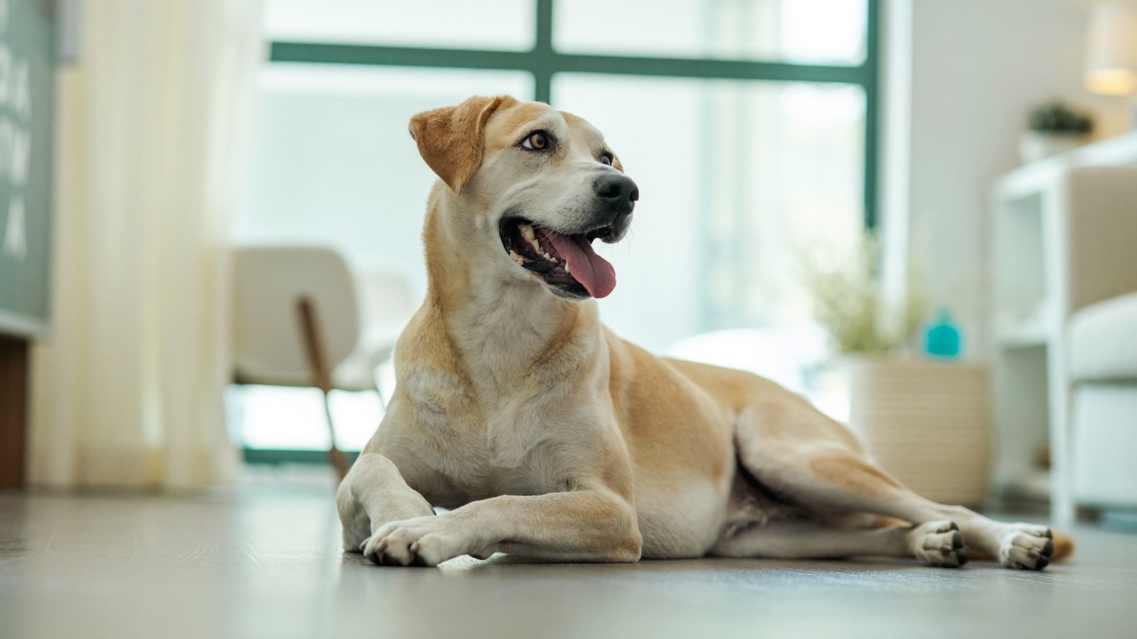 Arthritis in Dogs: Signs, Relief & Management