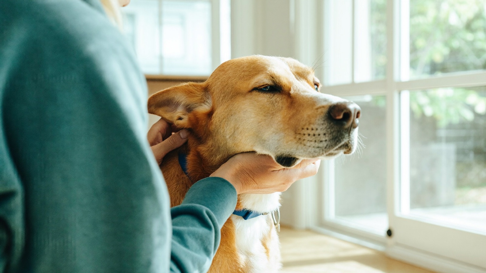 Bee Sting in Dogs: Allergic Reaction Signs