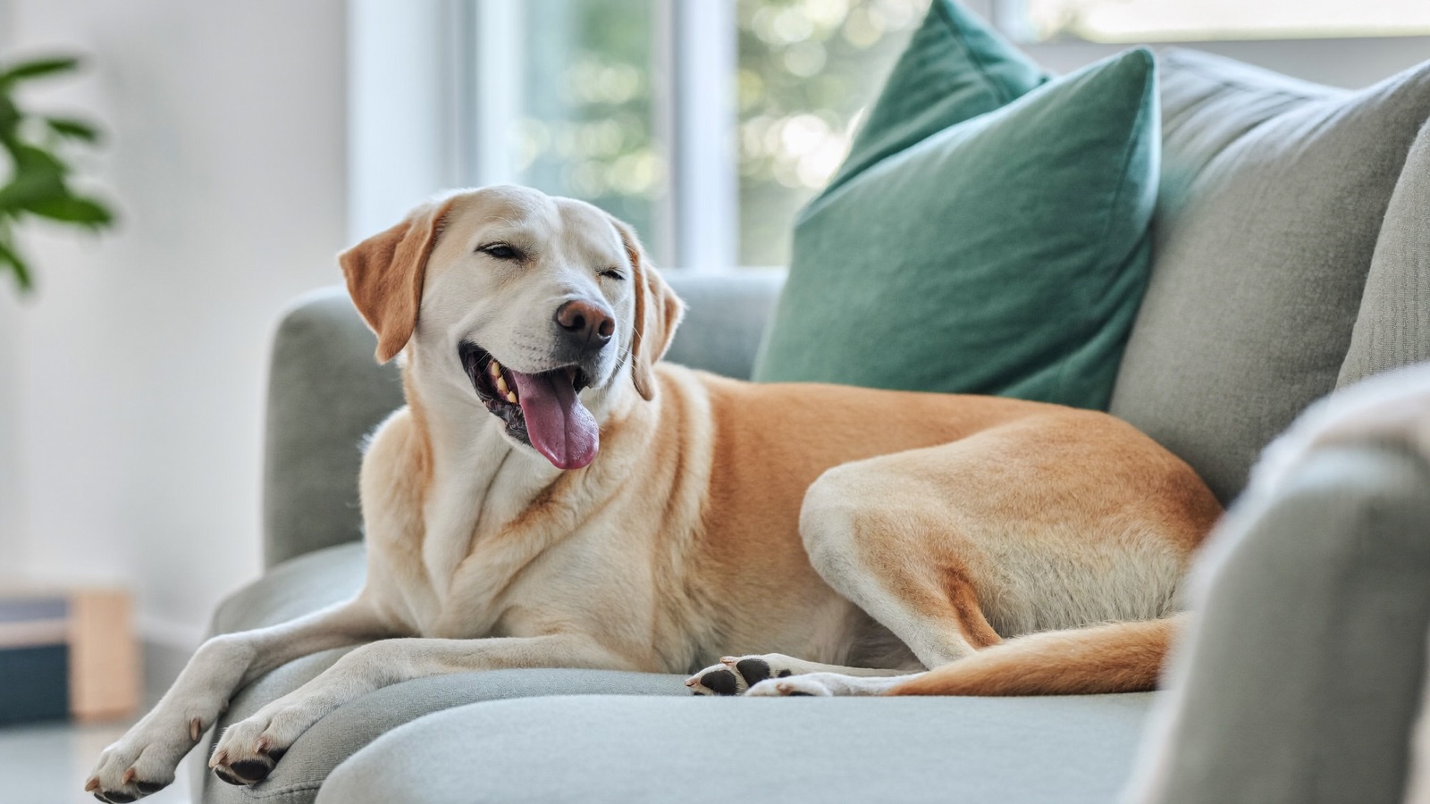 Blood in Dog Urine: Causes & When to Worry