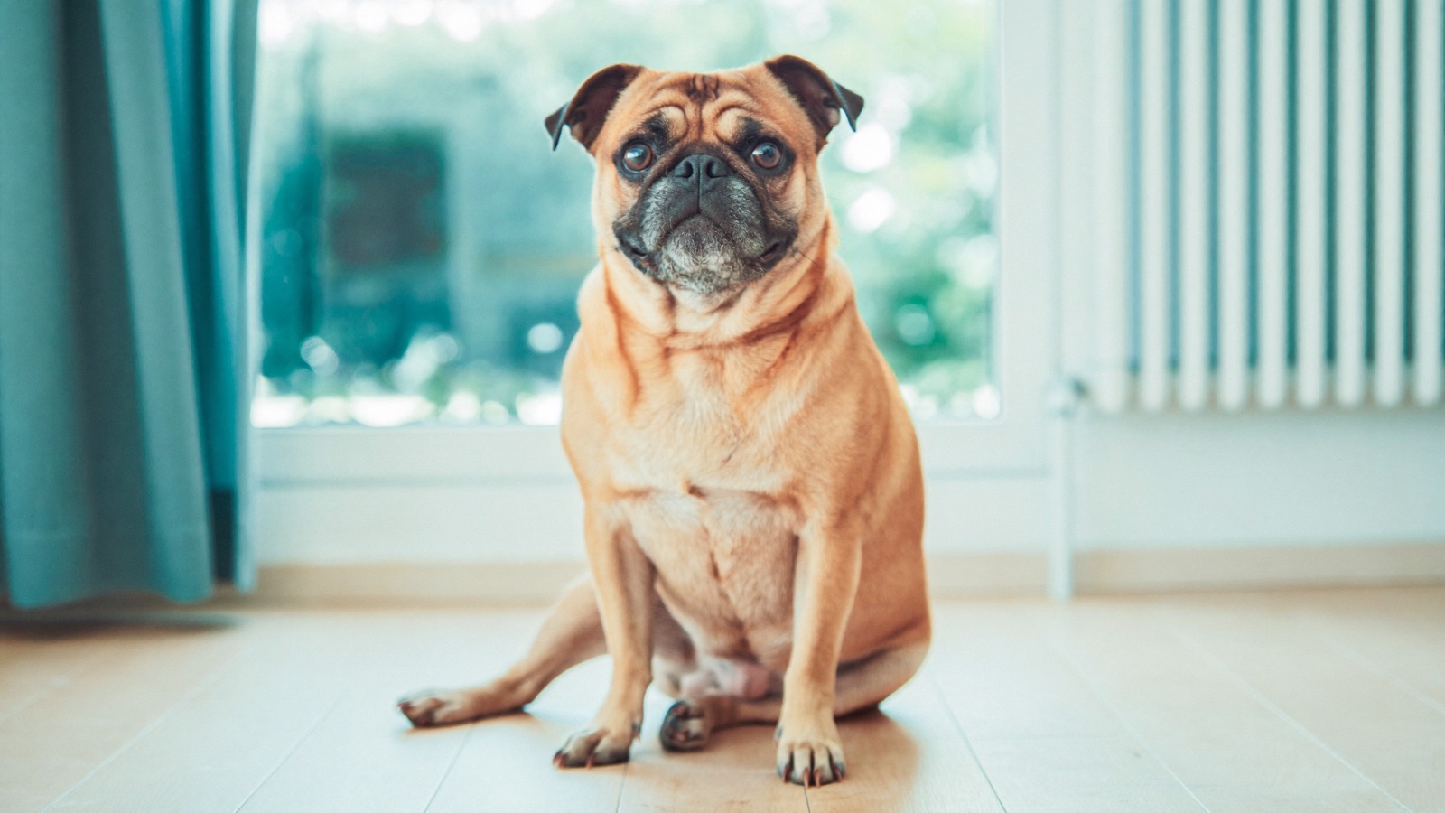 Brachycephalic Breathing Problems in Flat-Faced Dogs