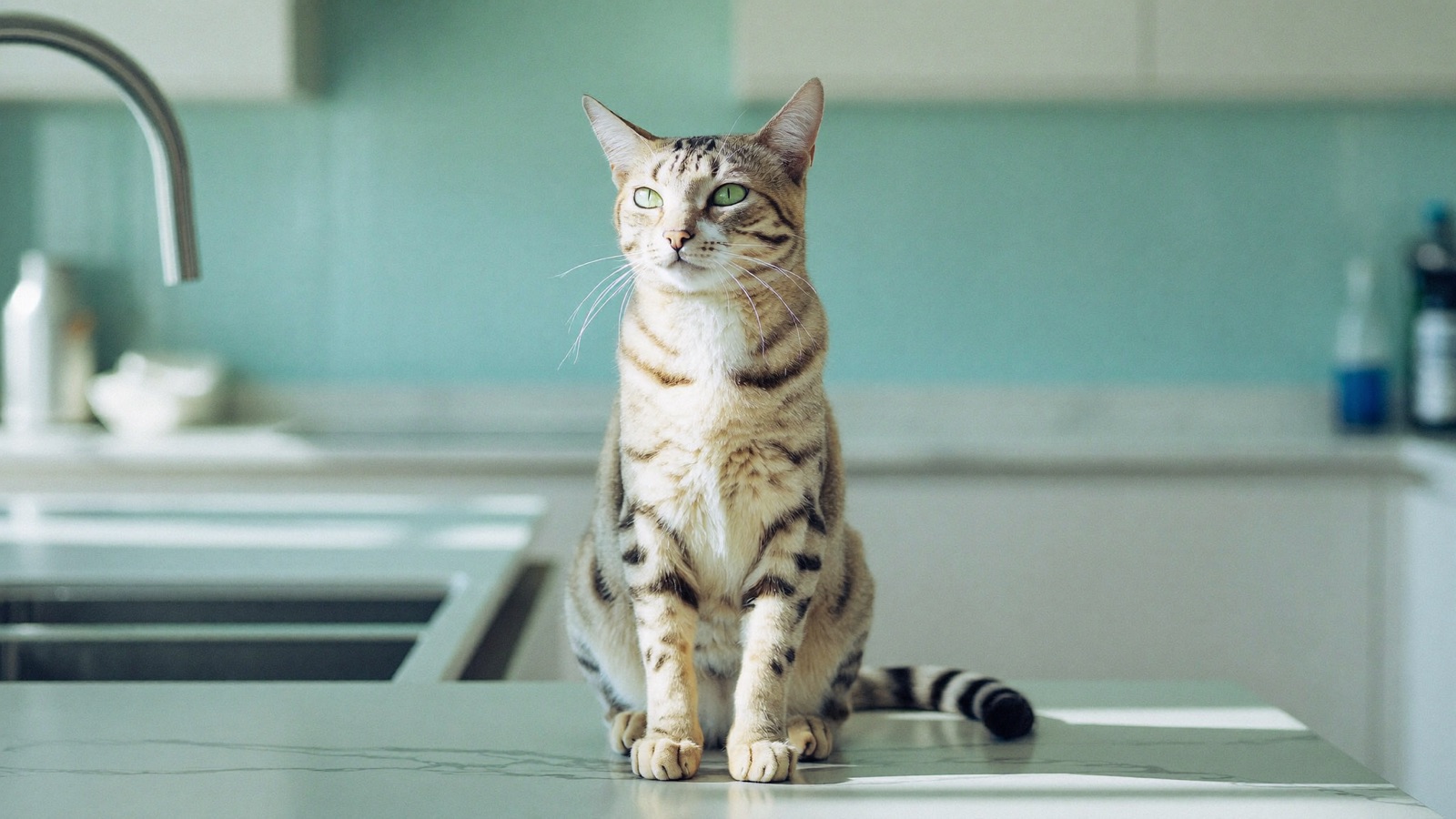 Can Cats Eat Chocolate? Why It's Toxic