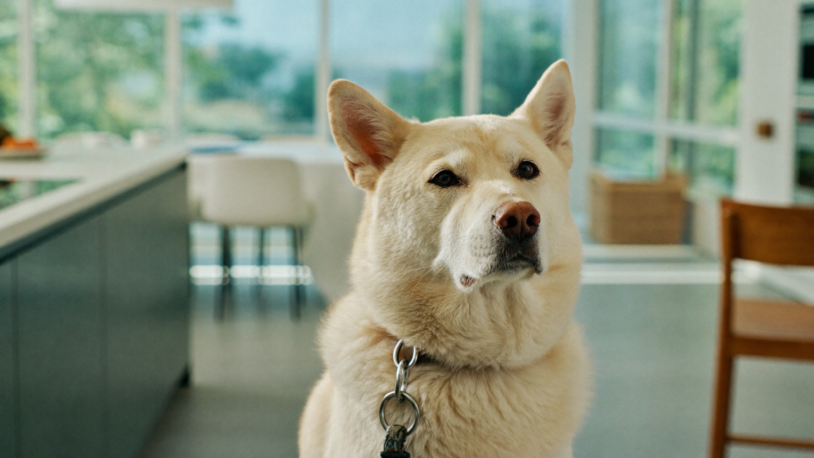 Can Dogs Eat Avocado? The Pit Is the Real Risk