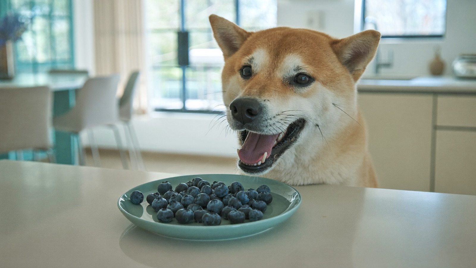 Can Dogs Eat Blueberries? Yes — A Superfood