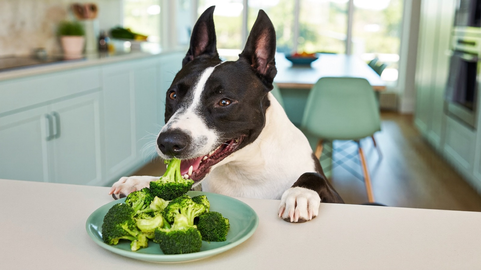 Can Dogs Eat Broccoli? Safe Amounts & Cautions