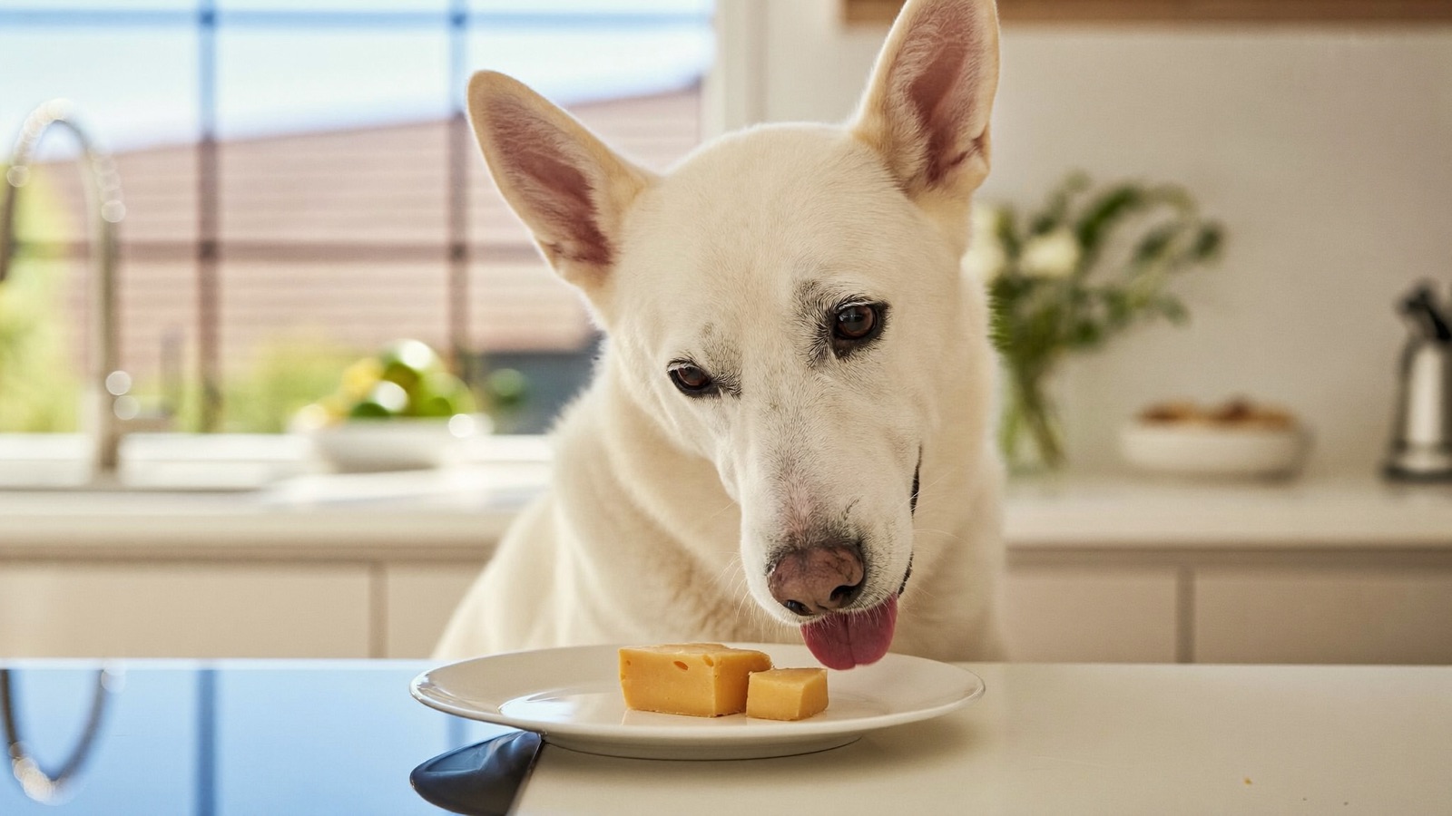 Can Dogs Eat Cheese? Safe Amounts & Risks