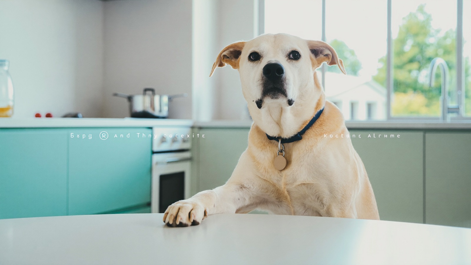Can Dogs Eat Chocolate? What to Do Now