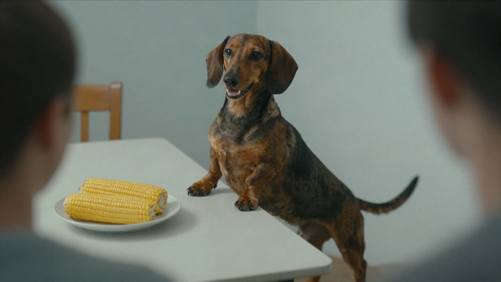 Can Dogs Eat Corn? (And Corn on the Cob)