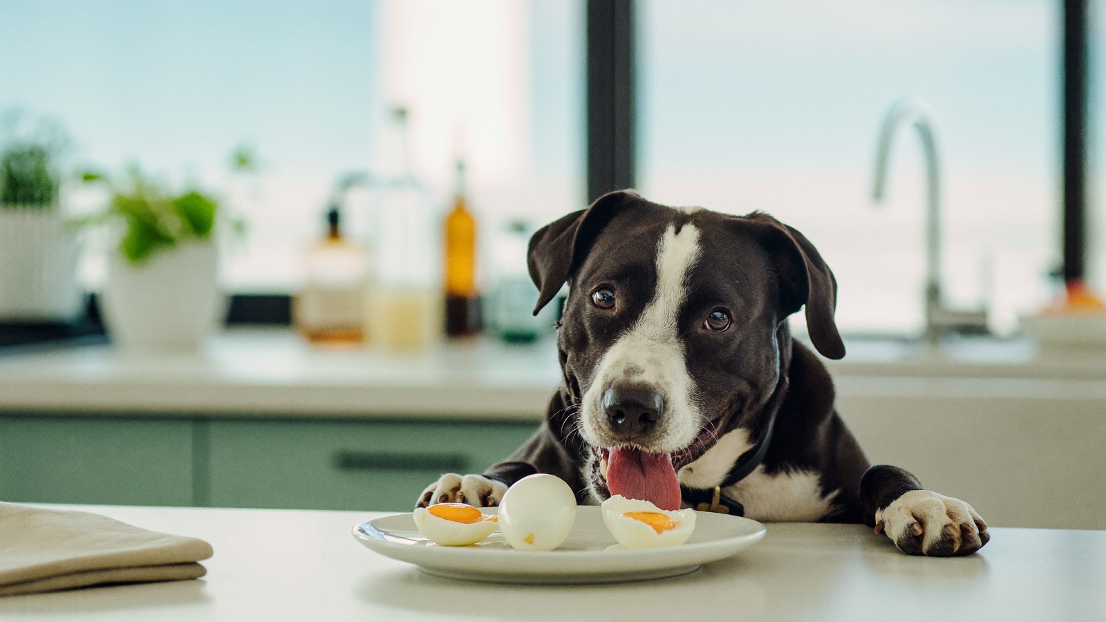 Can Dogs Eat Eggs? Benefits & Safe Serving