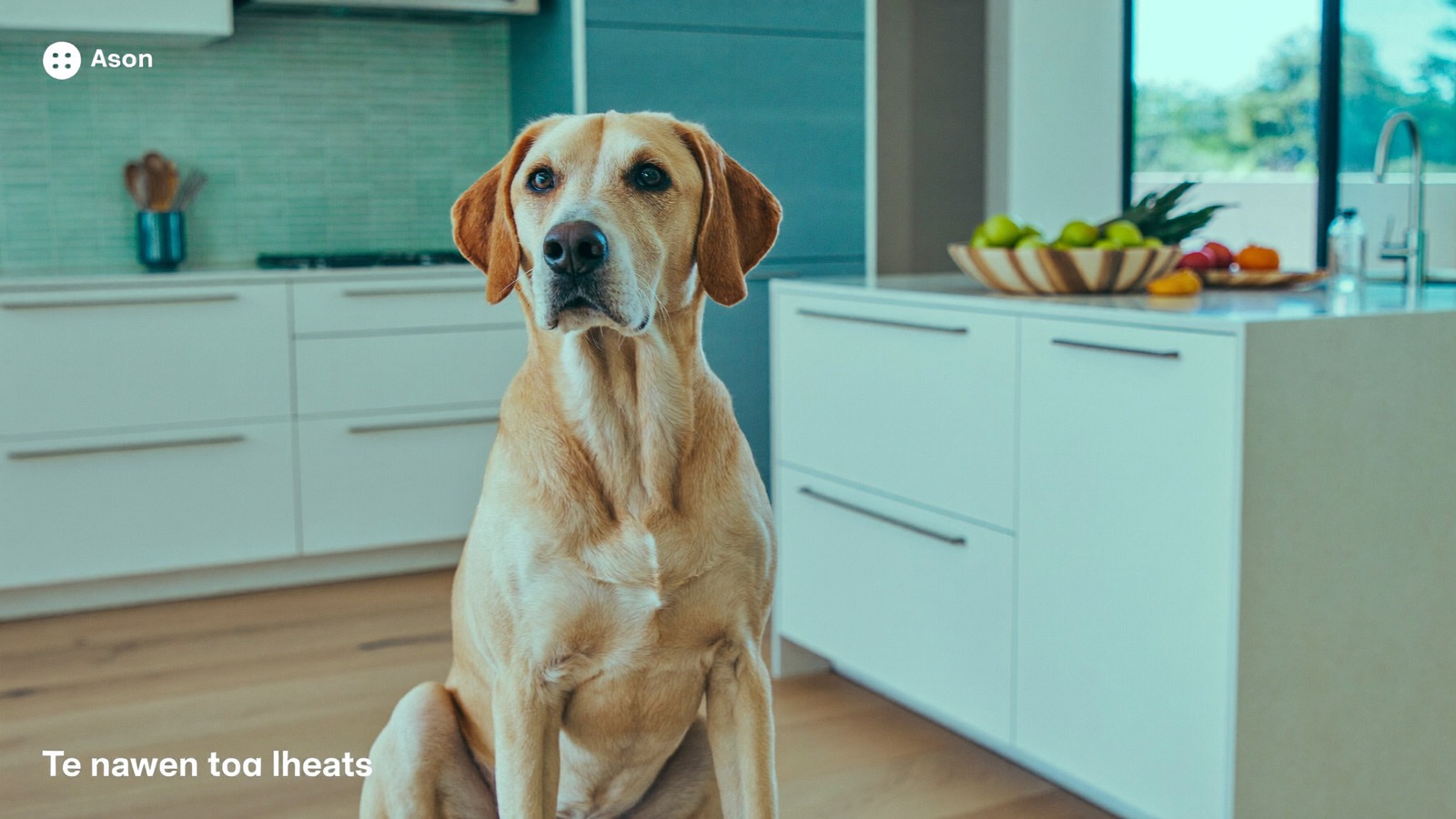 Can Dogs Eat Macadamia Nuts? No — Here's Why