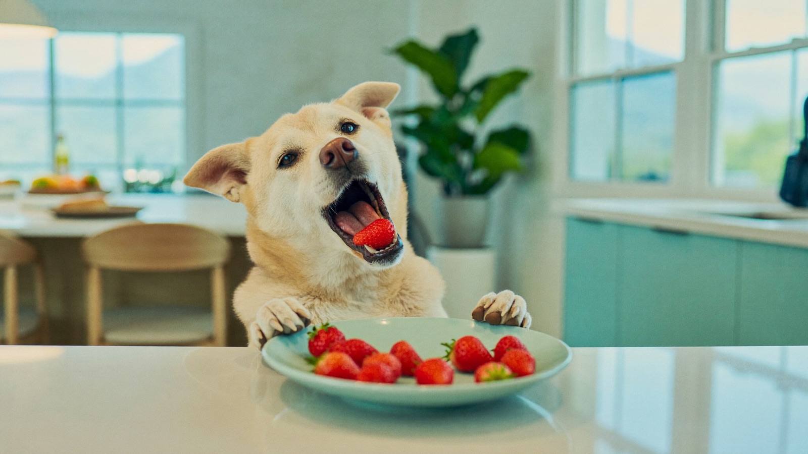 Can Dogs Eat Strawberries? Safe Serving Tips