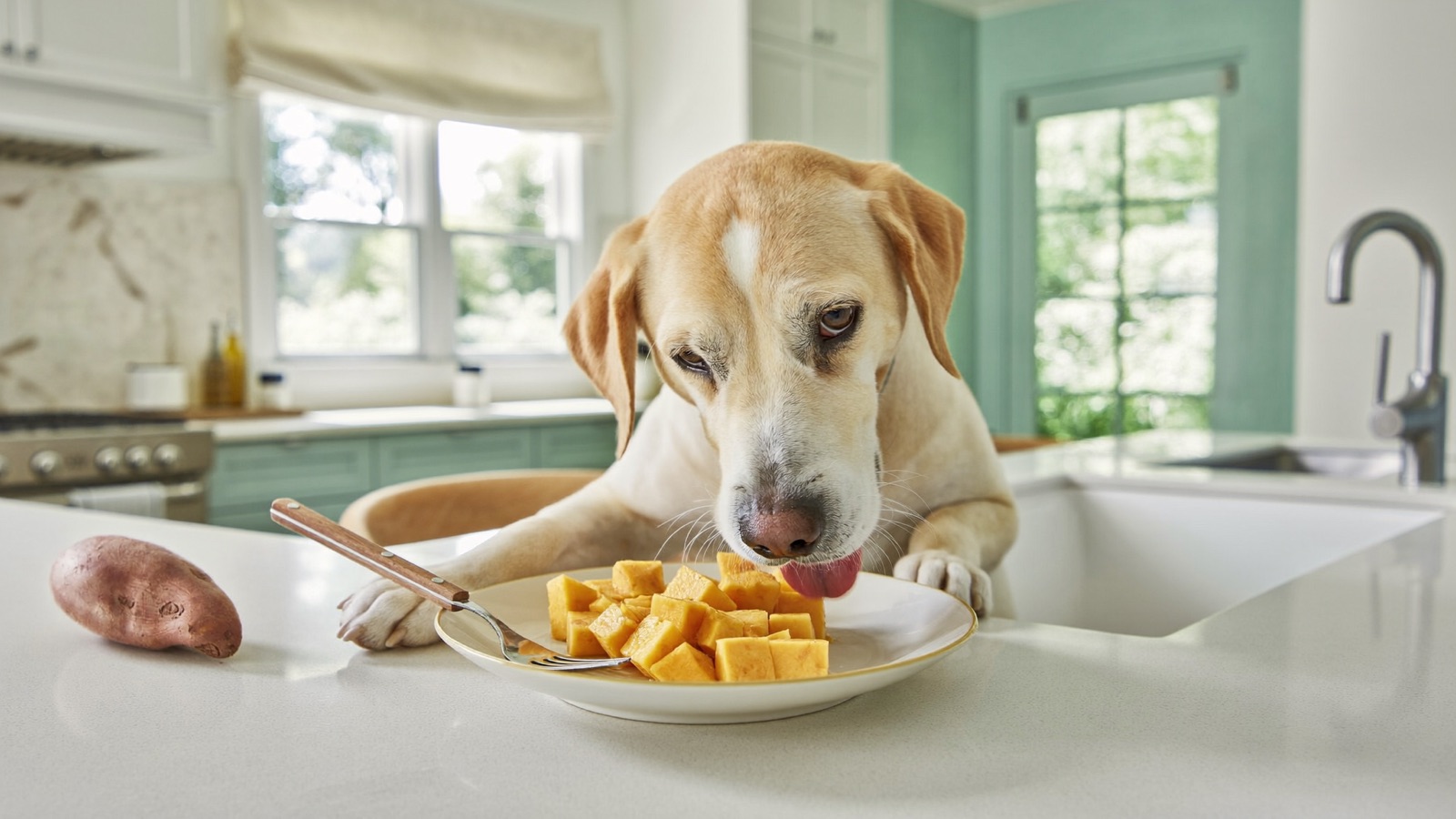 Can Dogs Eat Sweet Potato? Safe Ways to Feed