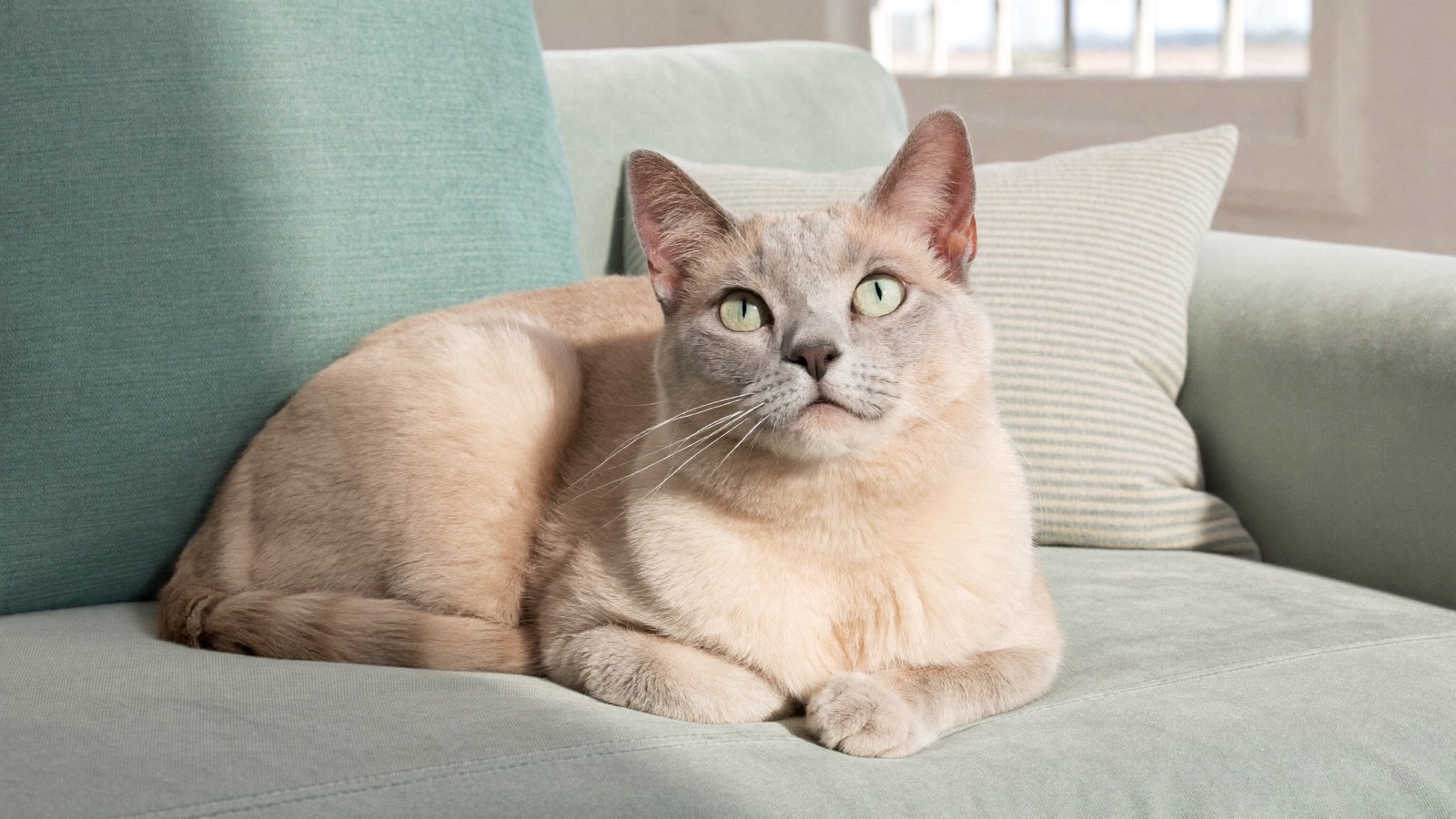 Cat Dementia Signs: Cognitive Dysfunction in Cats