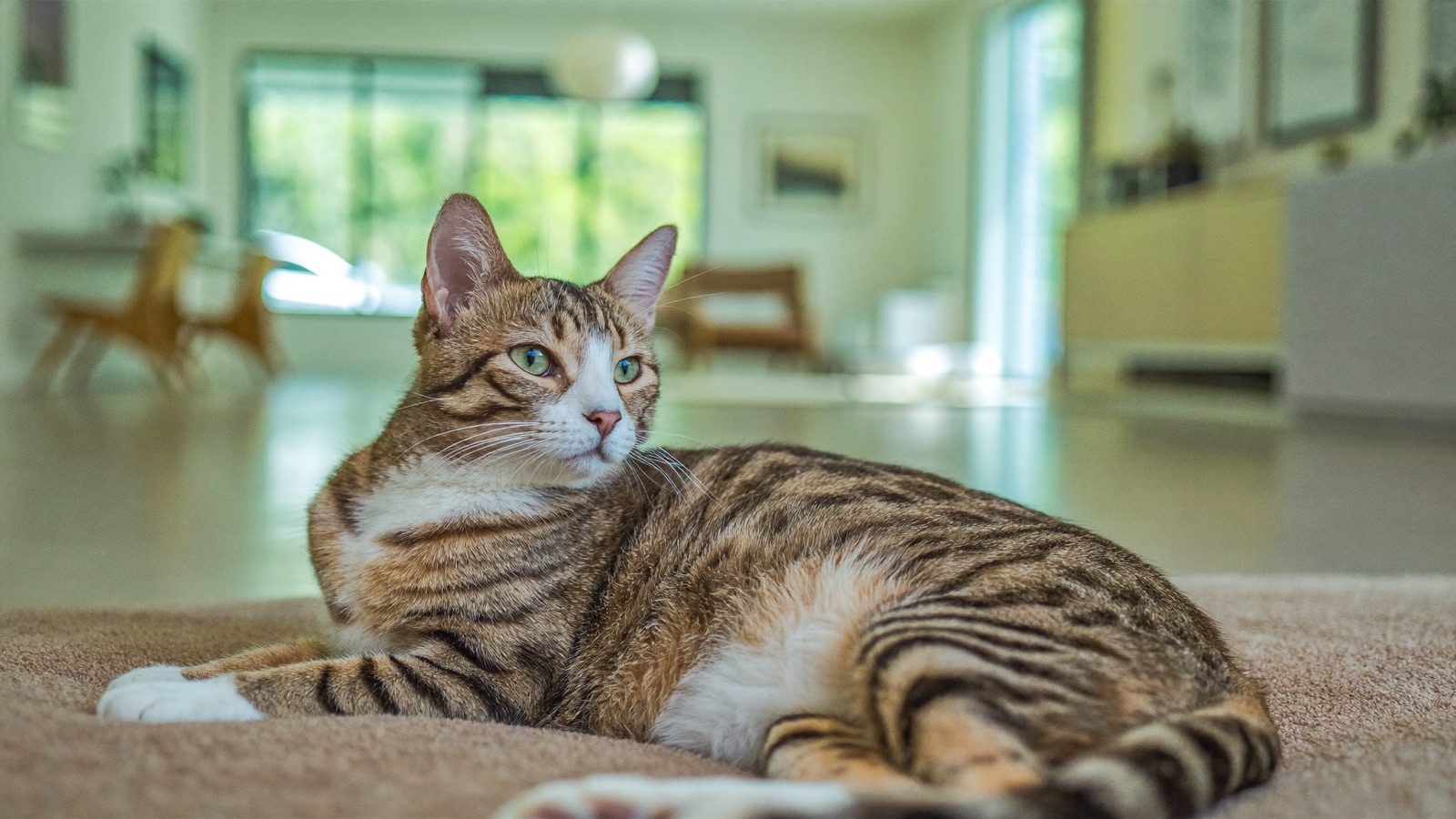 Cat Diarrhea: When to Worry & What to Do