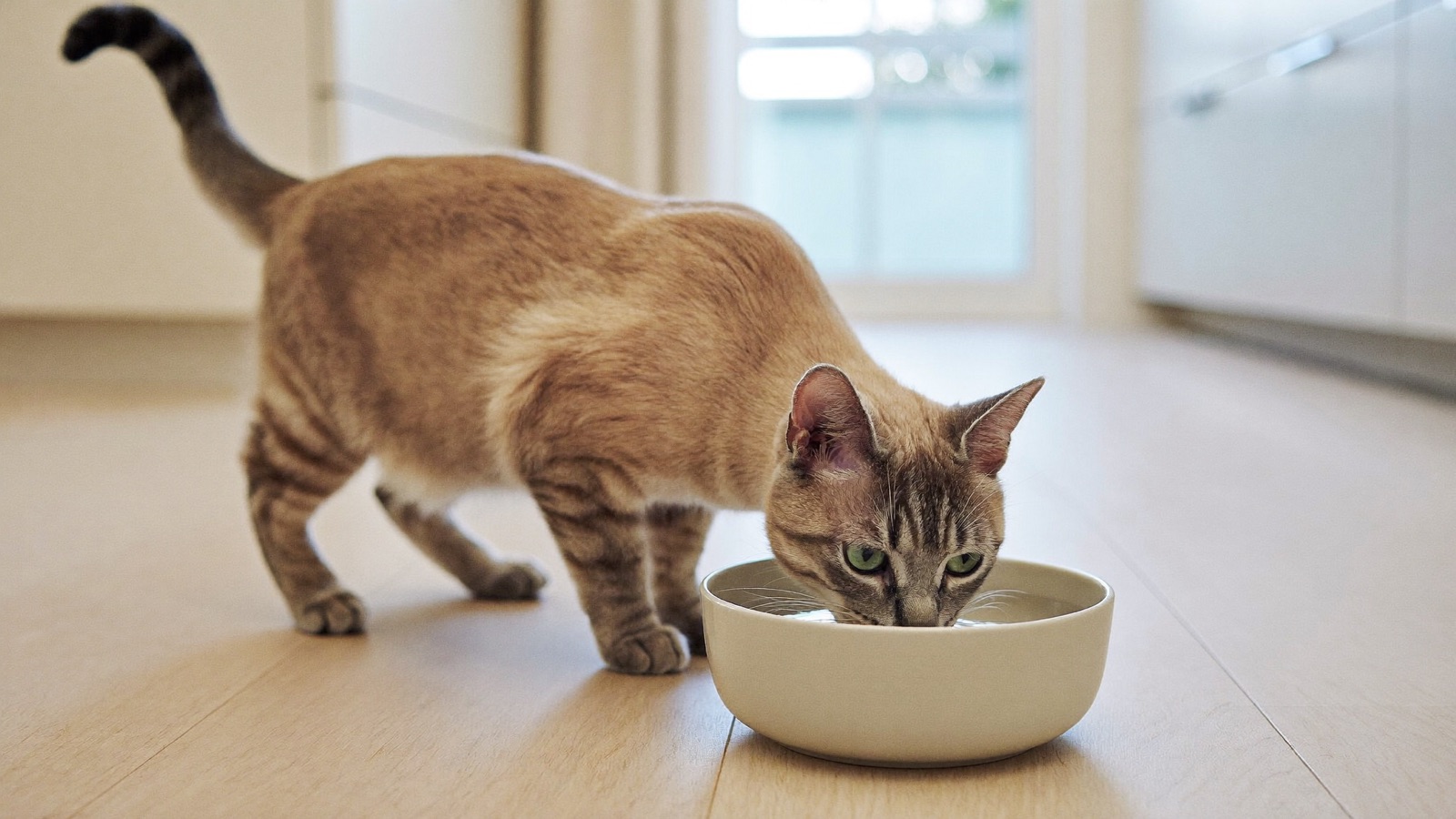Why Is My Cat Drinking So Much Water?