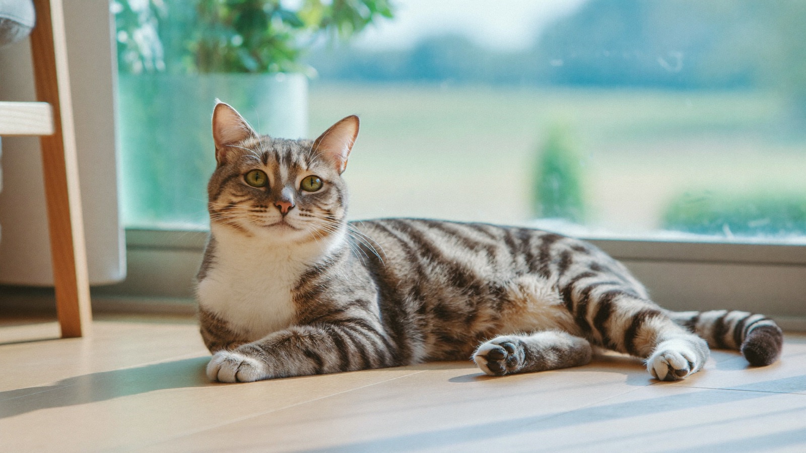 Cat Hair Loss: Causes and Treatment
