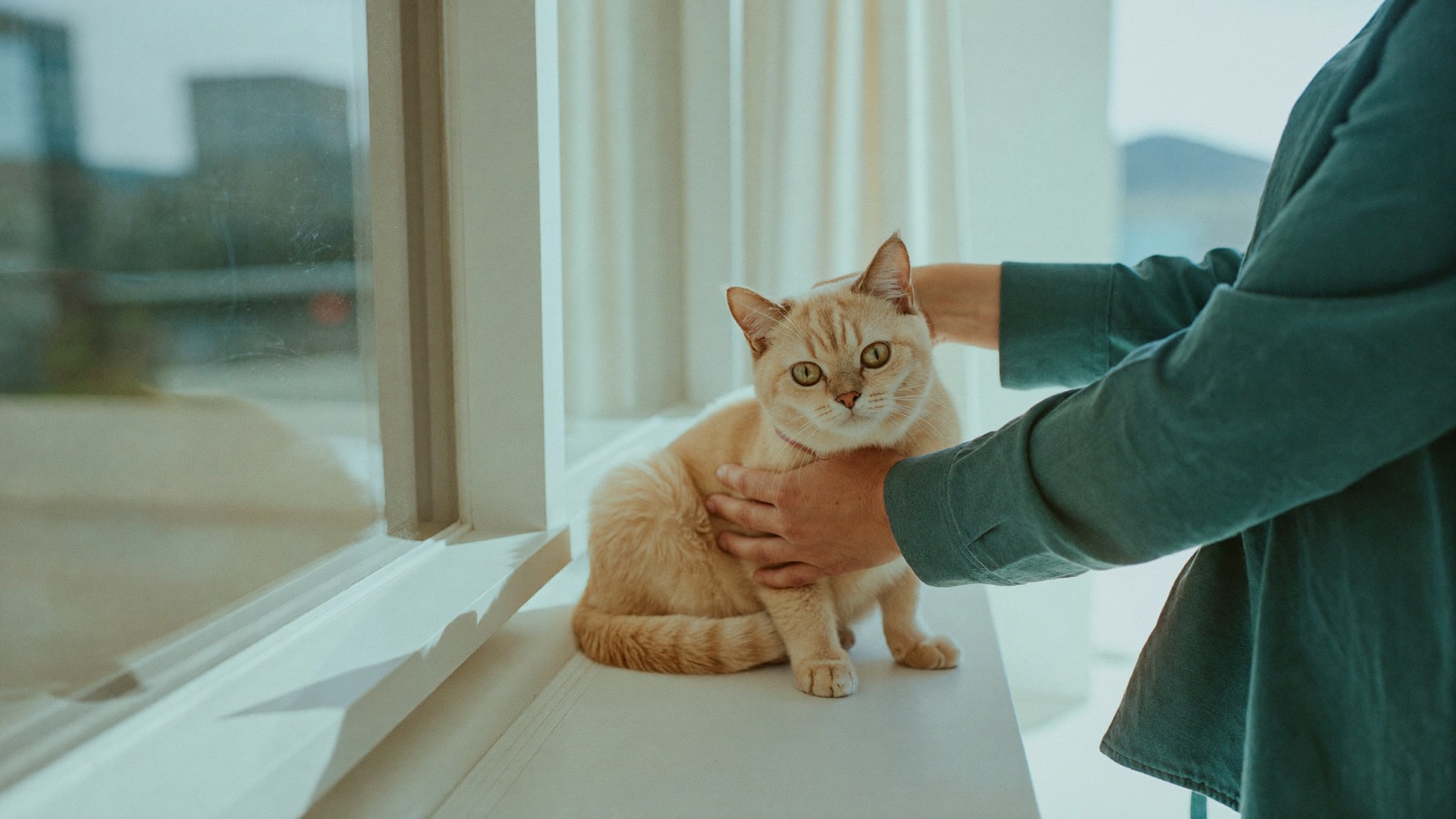 Cat Hairball Control: Causes & How to Reduce Them