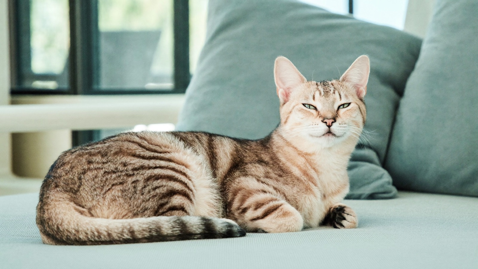 Cat Head Shaking & Ear Scratching: Causes