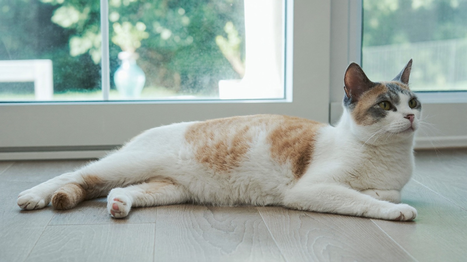 Cat Lethargy: Why Is My Cat So Tired?