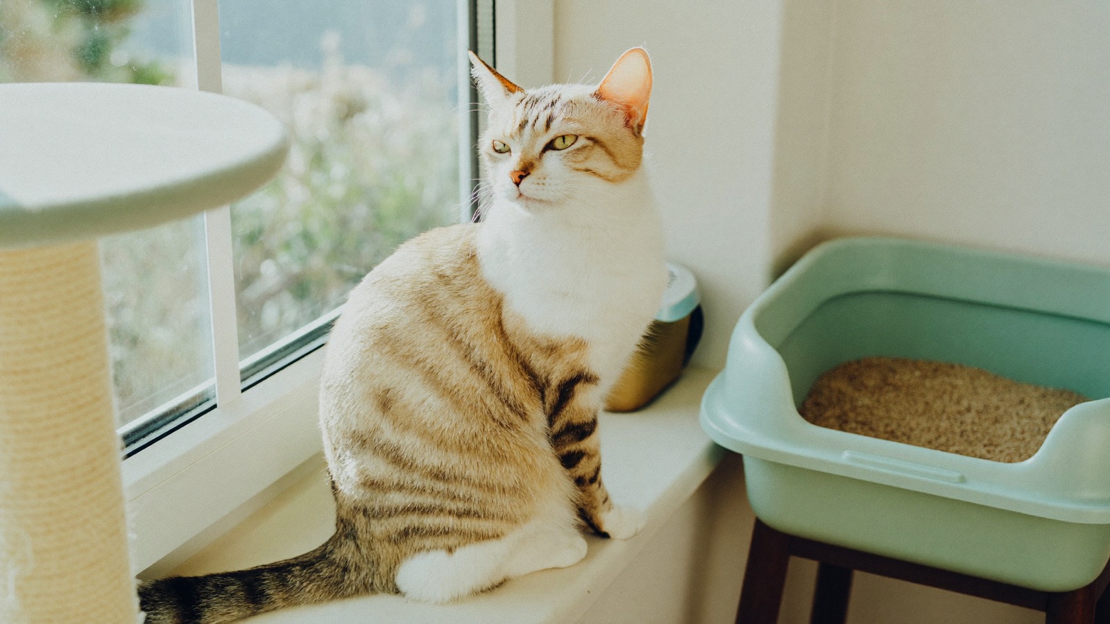 How to Stop a Cat Scratching Furniture