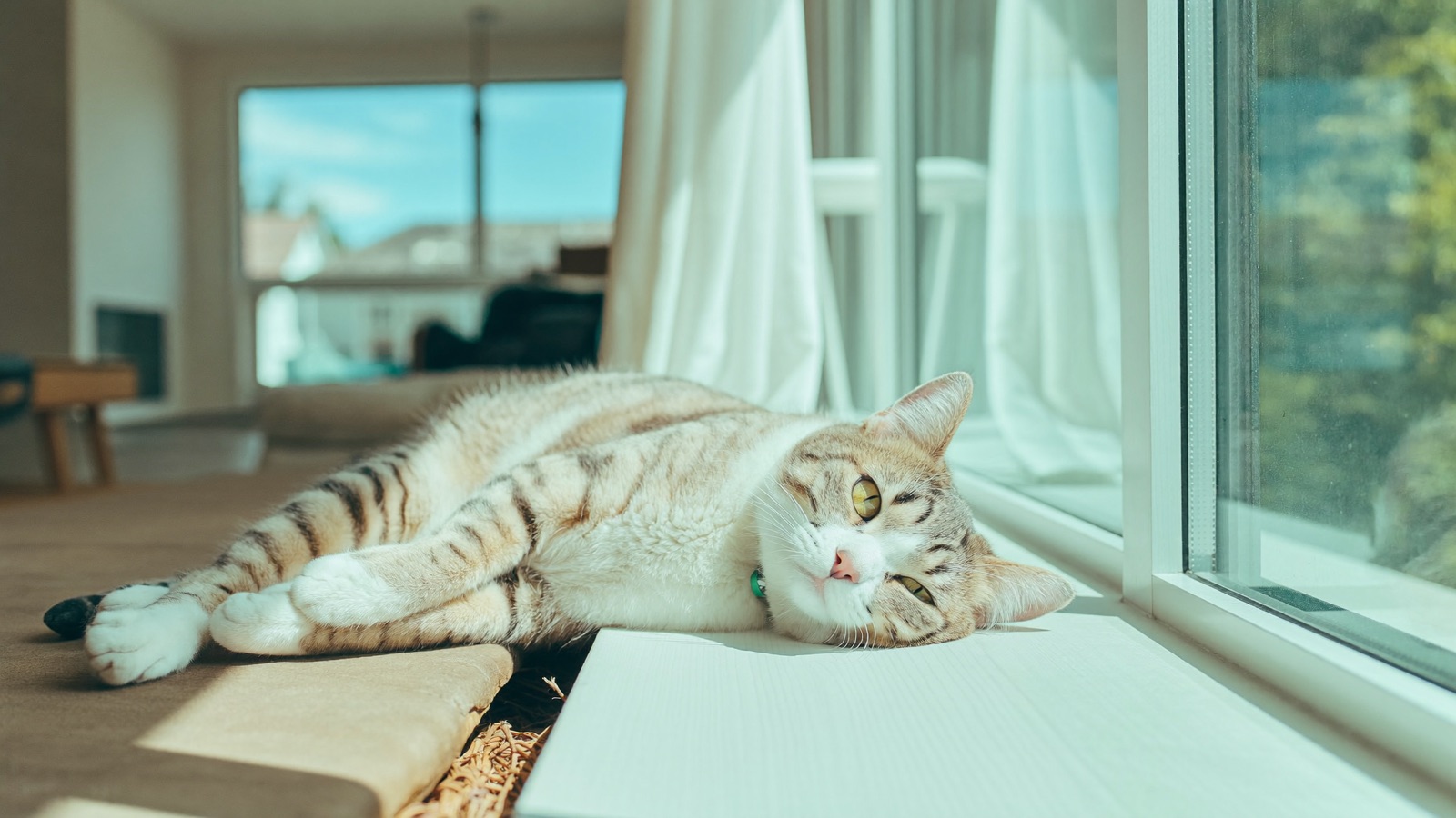 Cat Shaking or Trembling: Causes & When to Worry