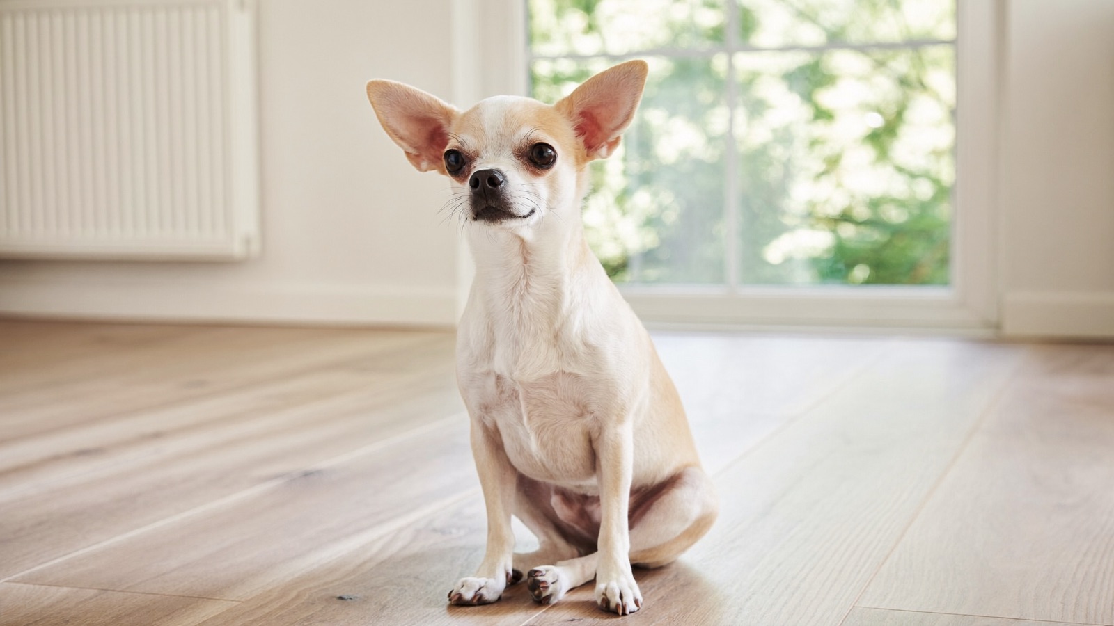 Chihuahua Health Issues: Common Problems