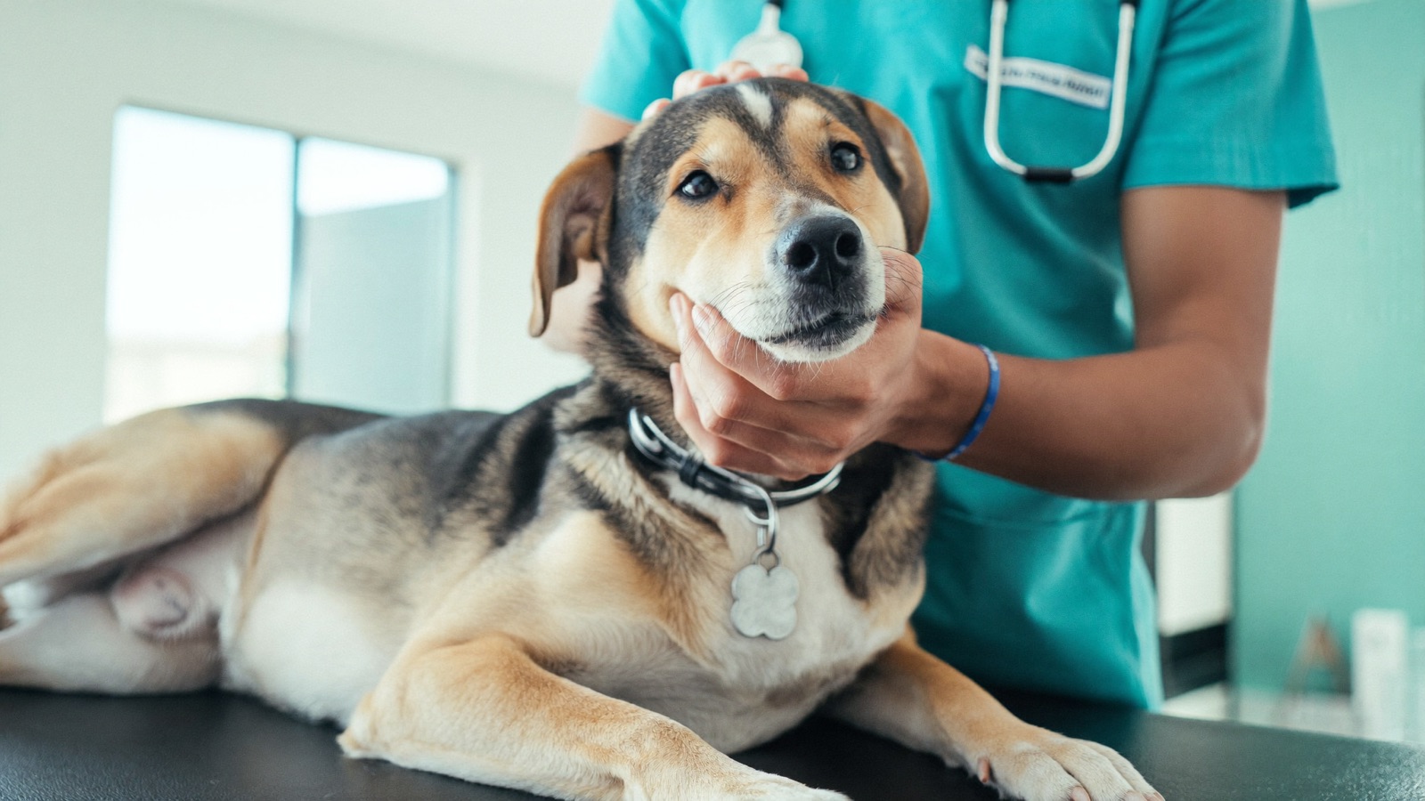 DHPP Vaccine for Dogs: Schedule & What It Covers