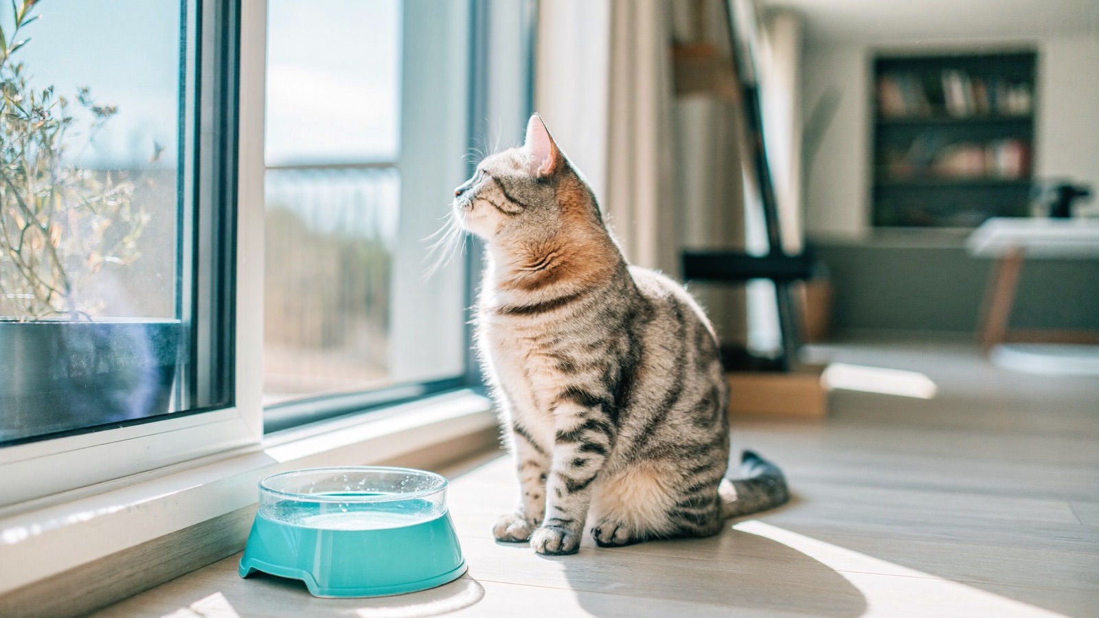 Diabetes in Cats: Signs, Treatment & Diet