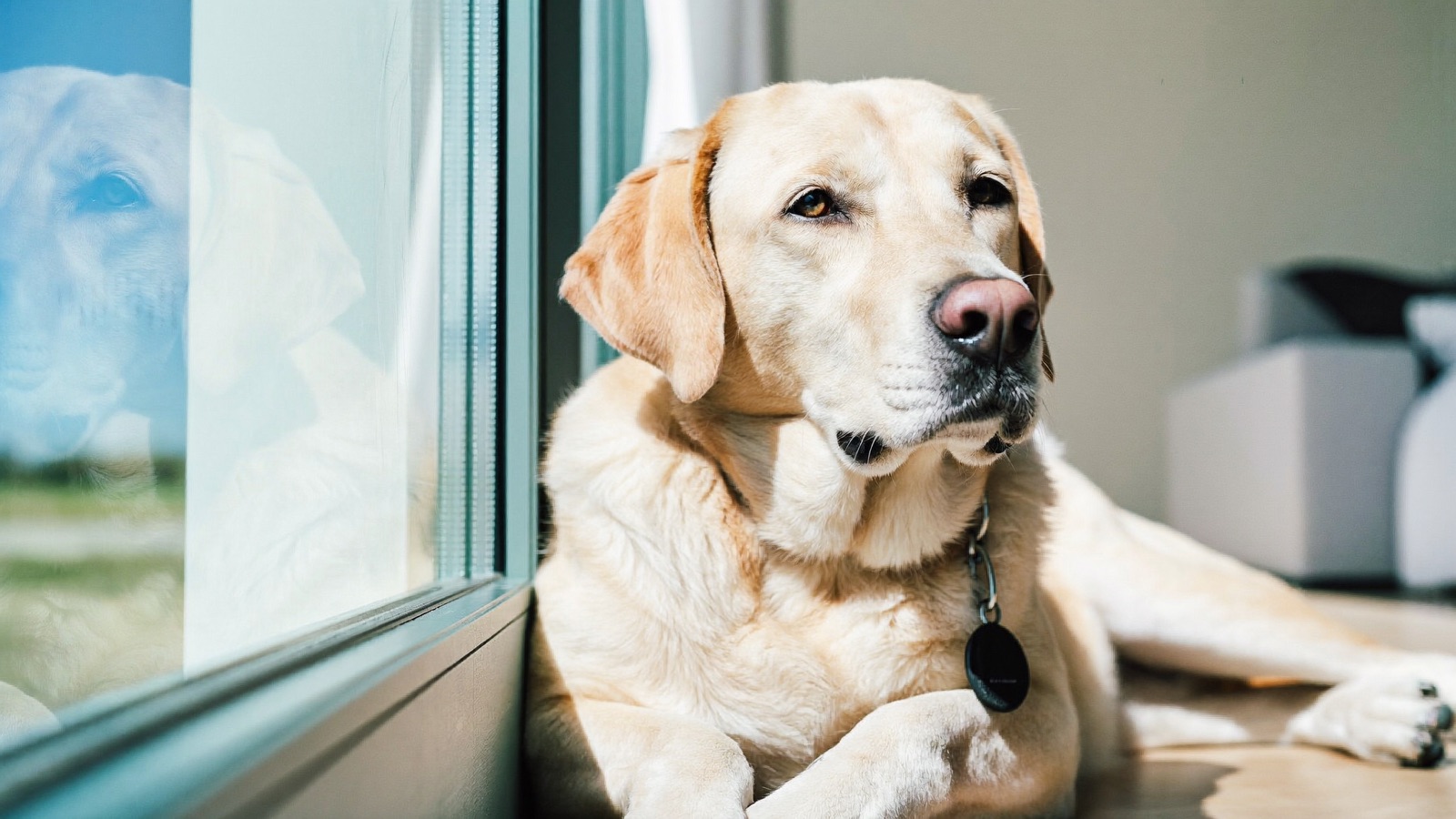 Distemper in Dogs: Symptoms & Prevention