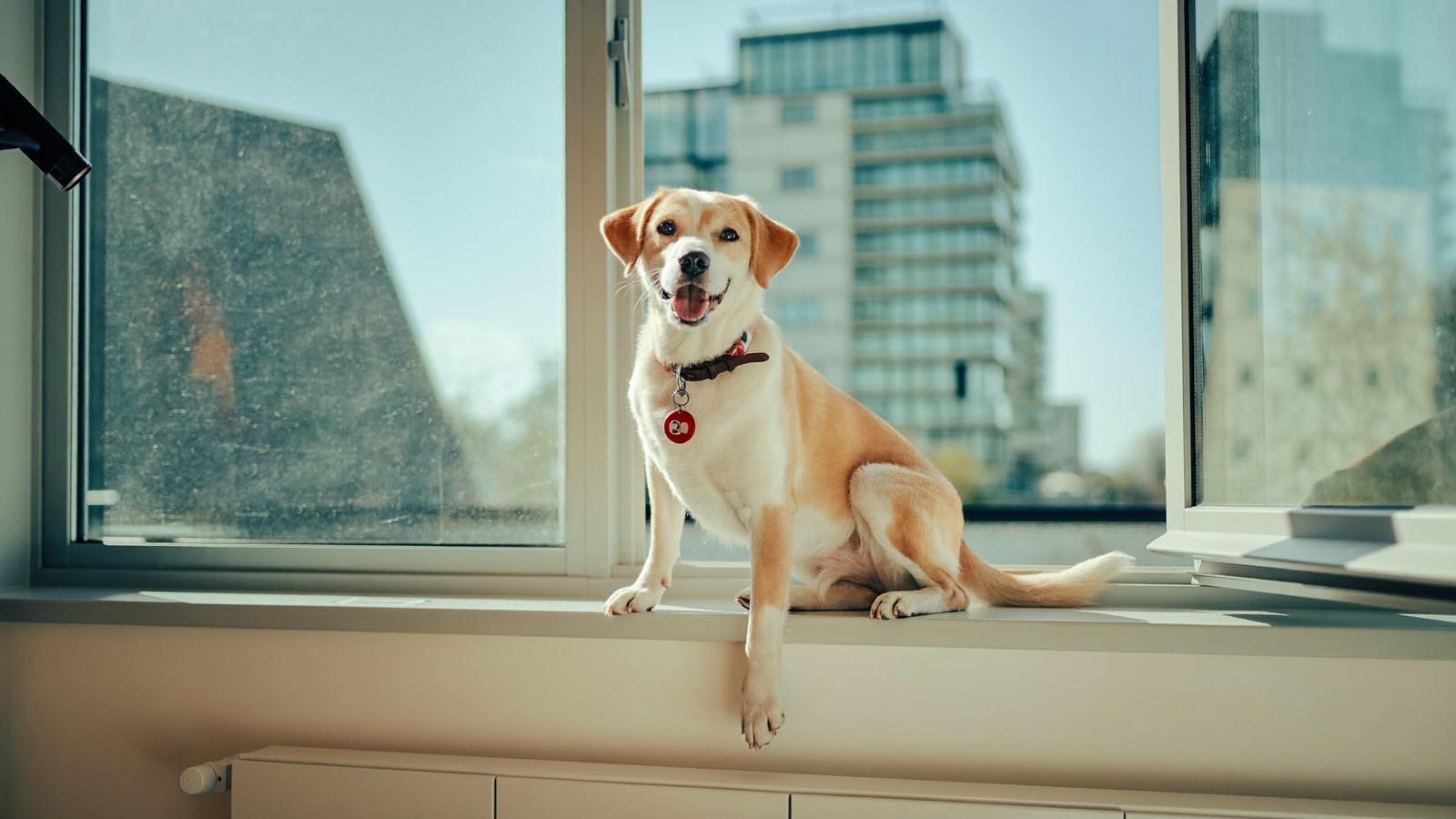 Dog Aggression: Causes, Types & What to Do