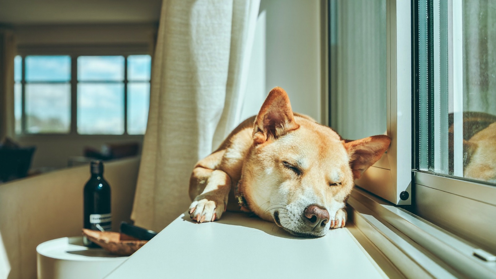 Dog Bad Breath: Causes & What It Means