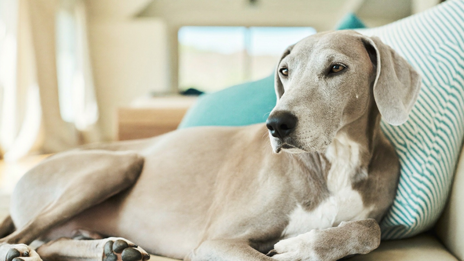 Dog Dementia (Cognitive Dysfunction): Signs & Care