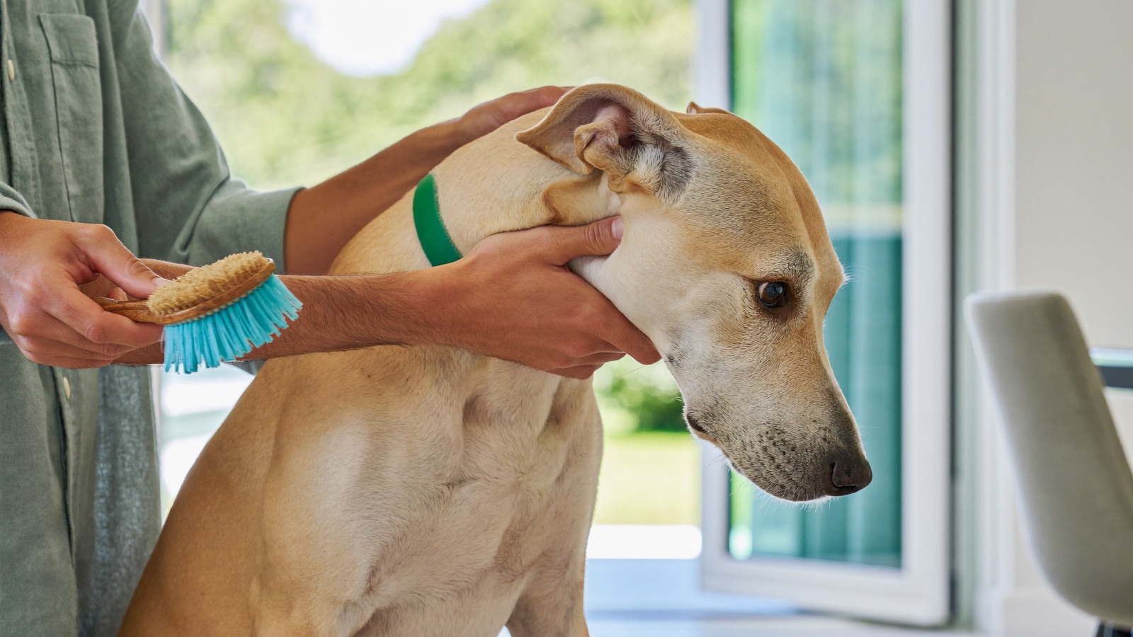 Flea and Tick Prevention for Dogs