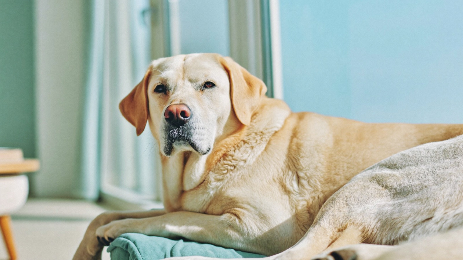 Why Is My Dog Shaking Its Head? Causes & Fixes