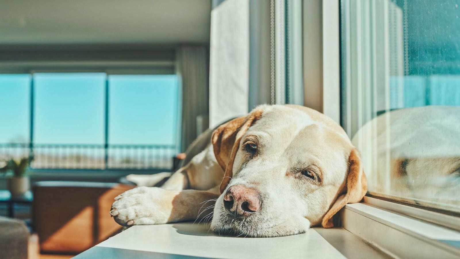 Dog Itching & Scratching: Causes and Relief
