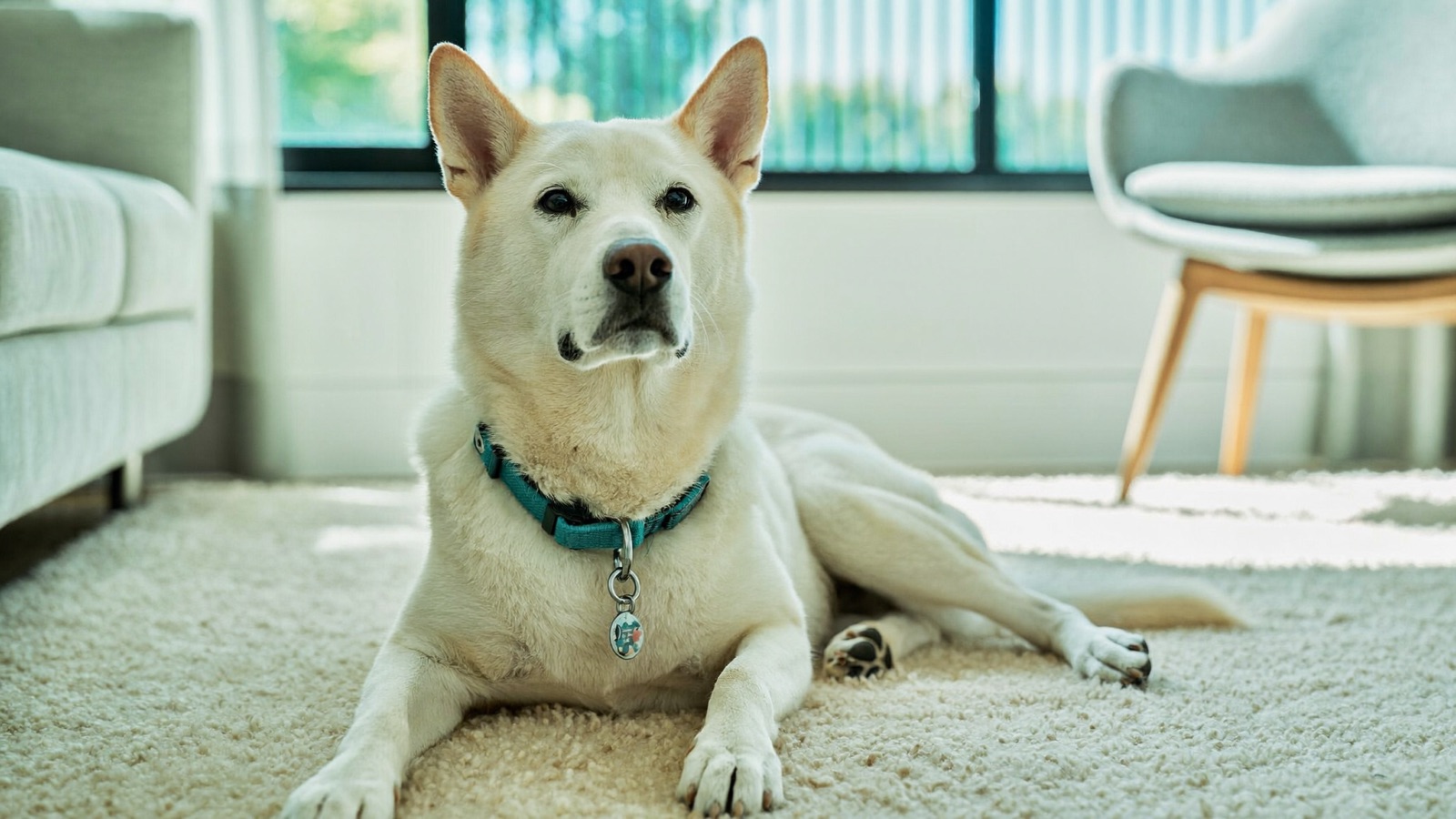 Dog Lethargy & Weakness: Causes & Red Flags