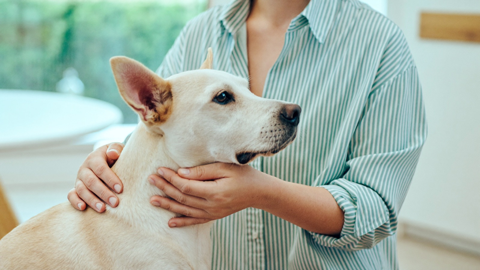 Dog Poisoning: What to Do Right Now