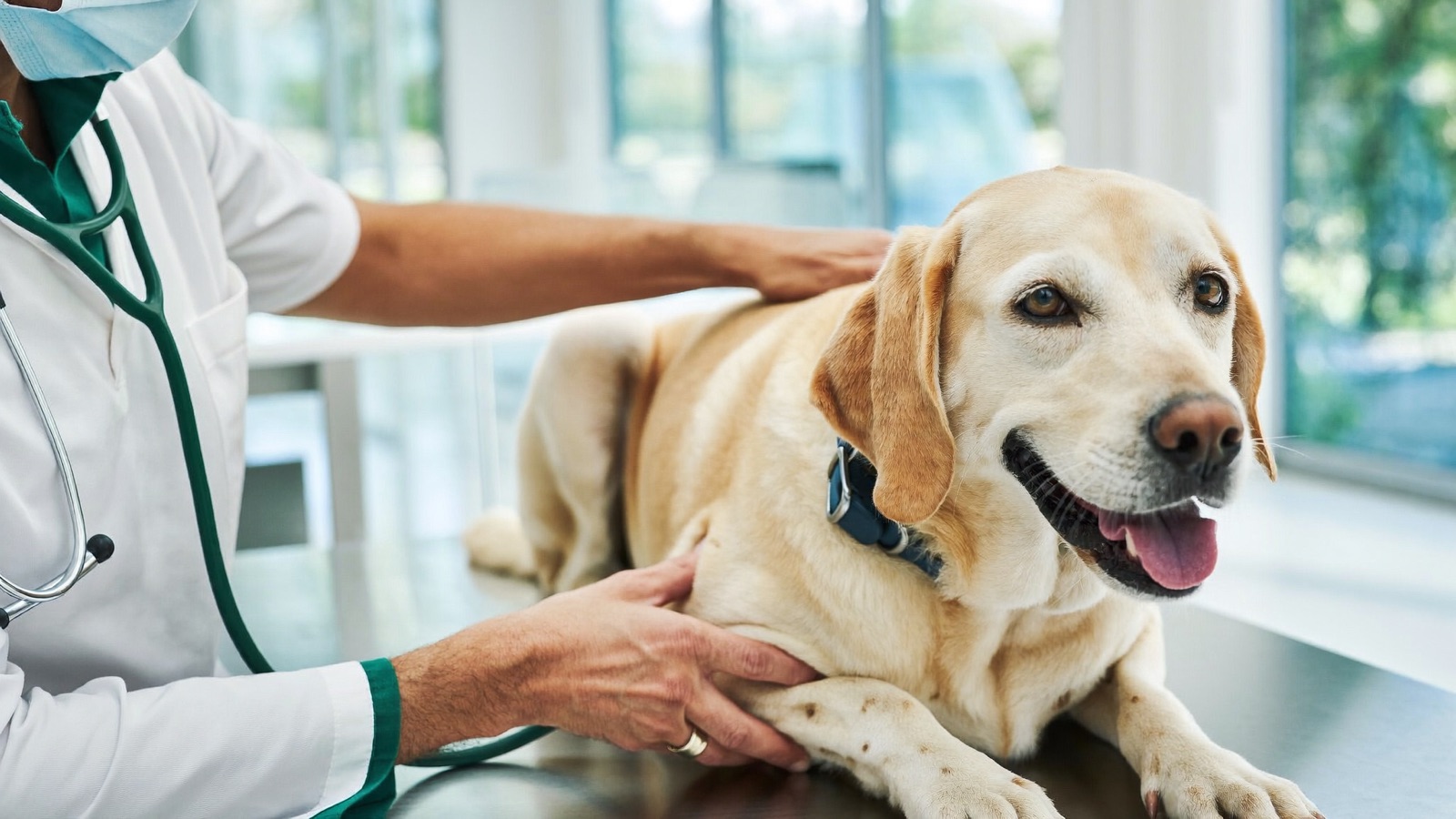 Dog Vaccine Side Effects: Normal vs. Emergency