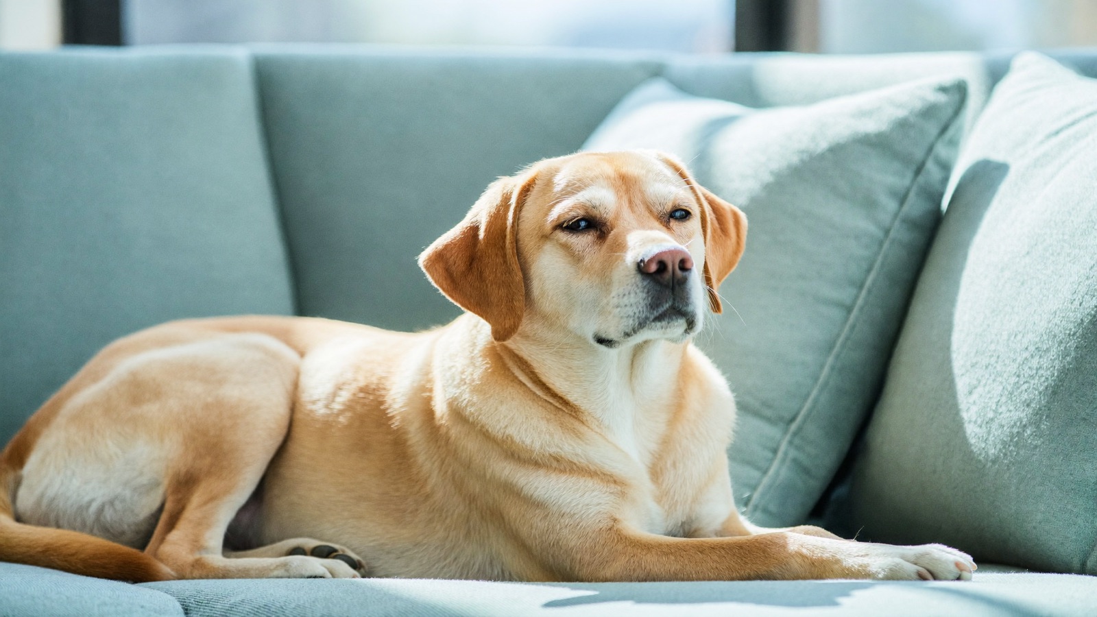 Dog Vomiting: When to Worry vs. Wait