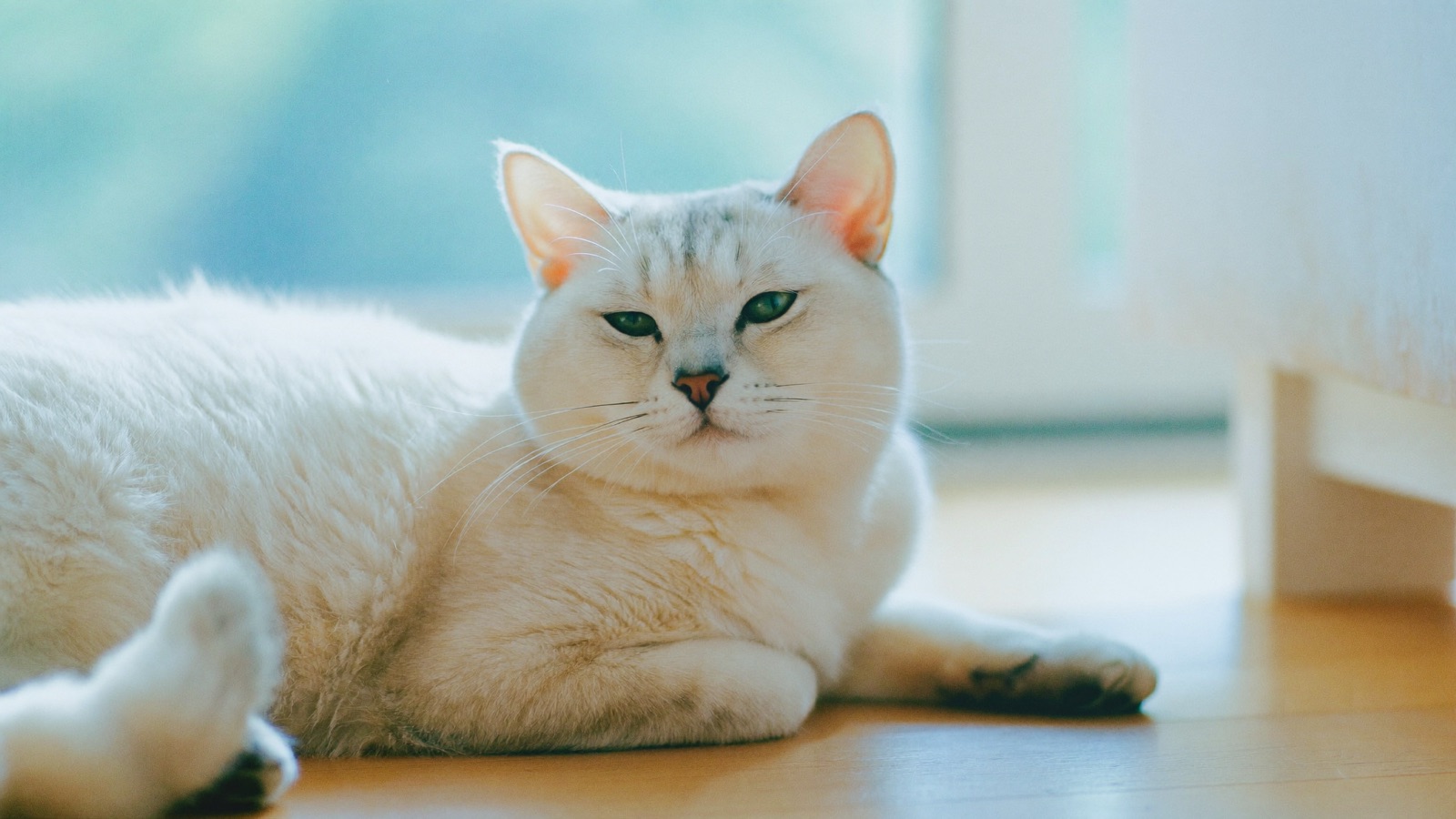 Feline Asthma: Signs, Triggers & Treatment