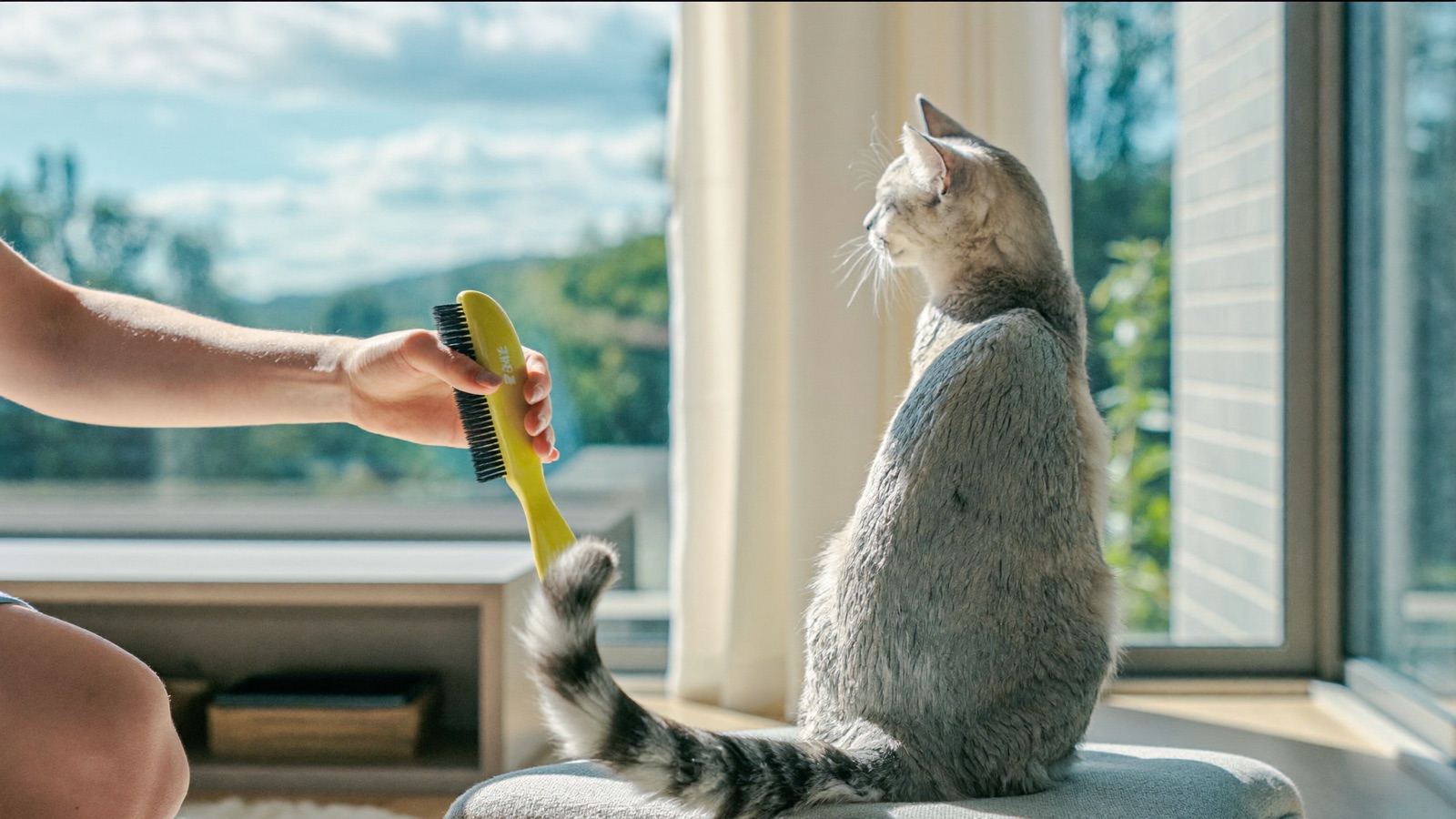 Fleas on Cats: Signs, Treatment & Prevention