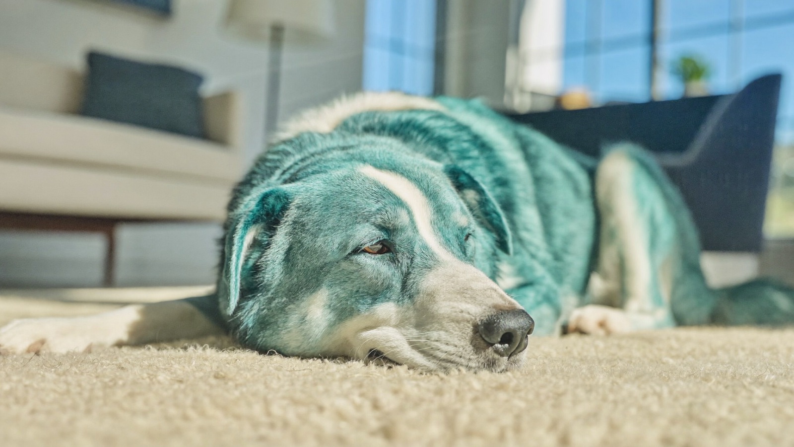 Food Allergies in Dogs: Signs & What to Do