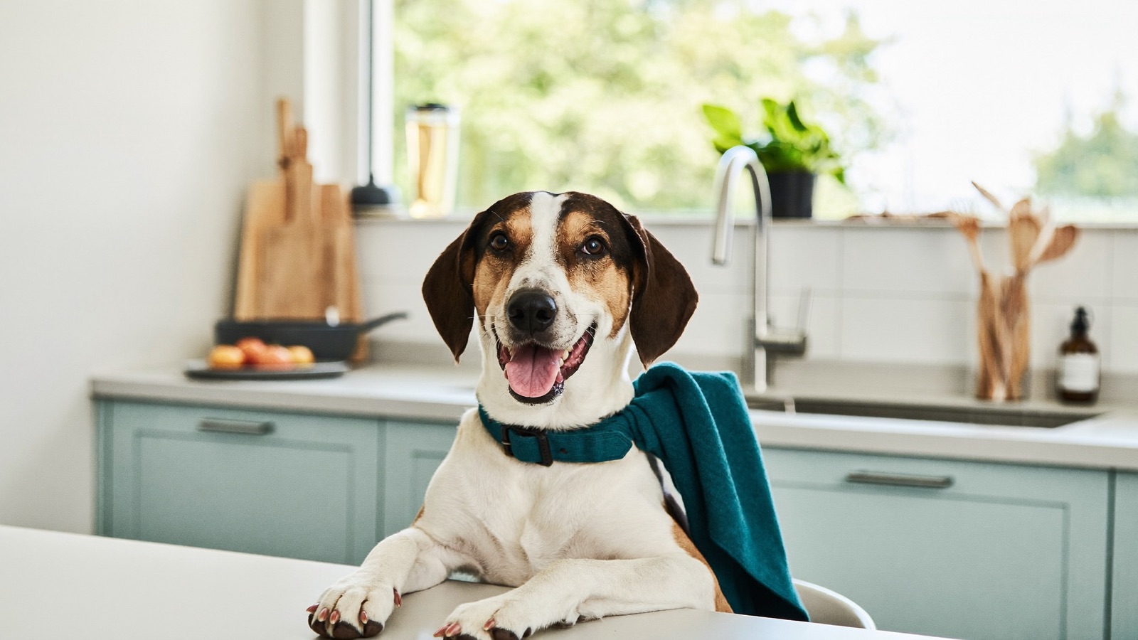 Foods Dogs Can't Eat: The Toxic Food List