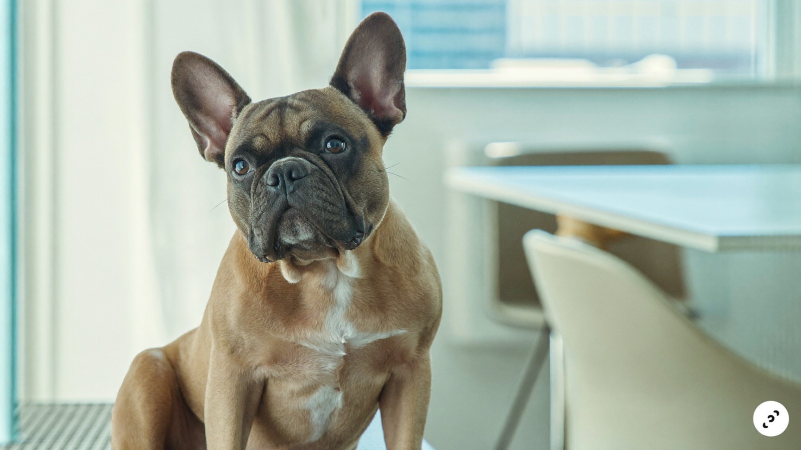French Bulldog Health Issues: A Complete Guide
