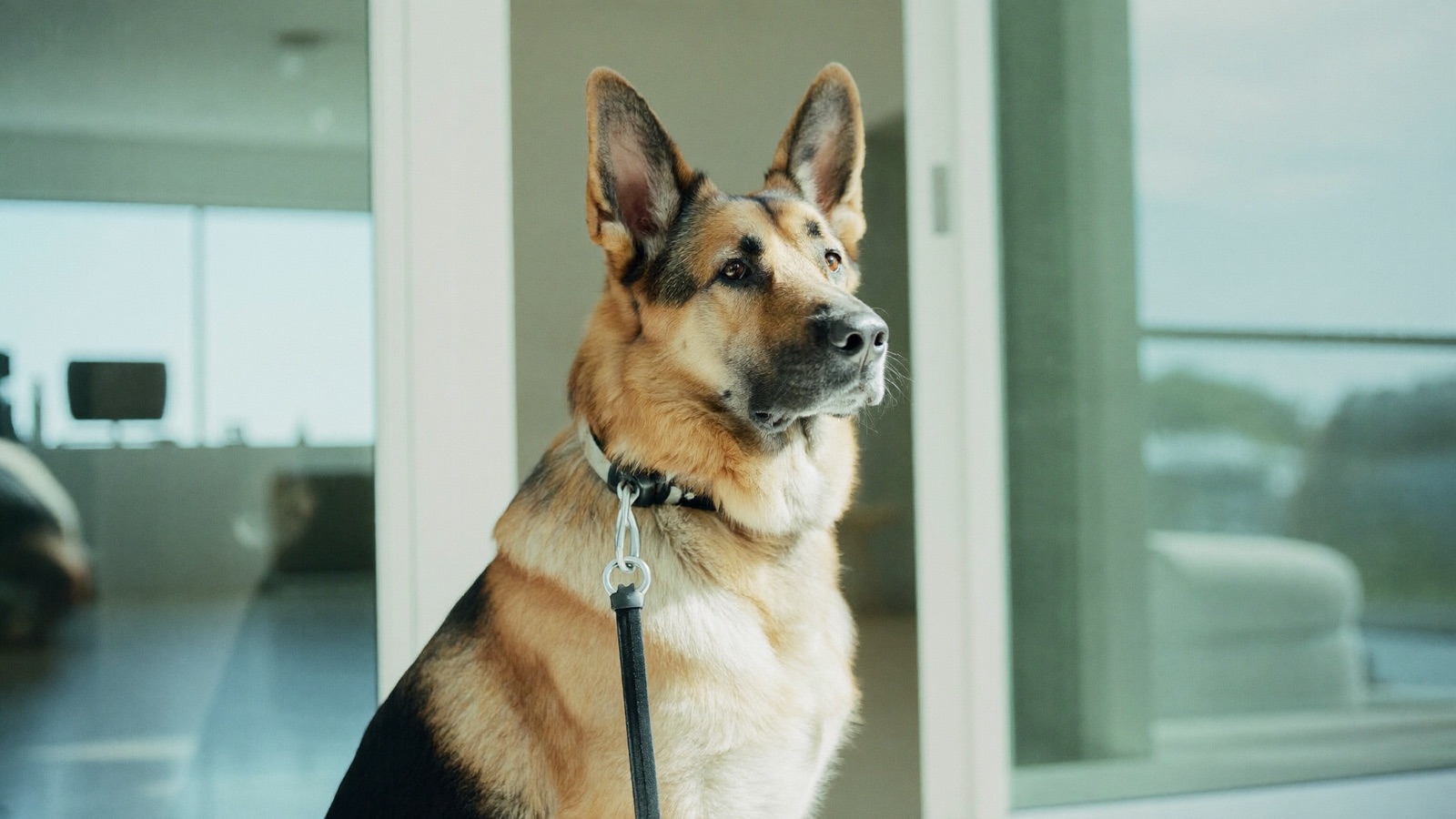 German Shepherd Health Issues: What to Watch
