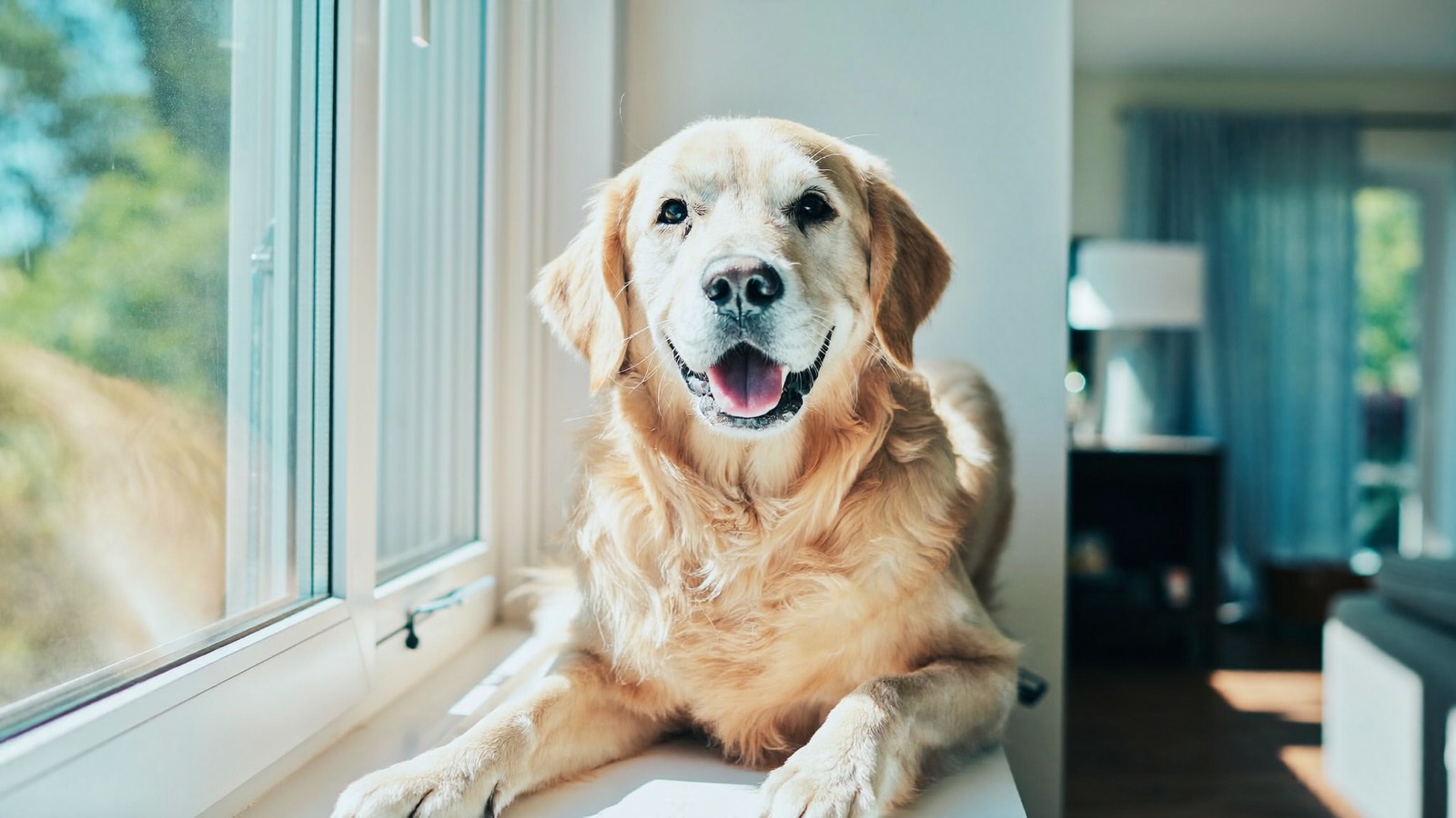 Golden Retriever Health Issues: What to Know