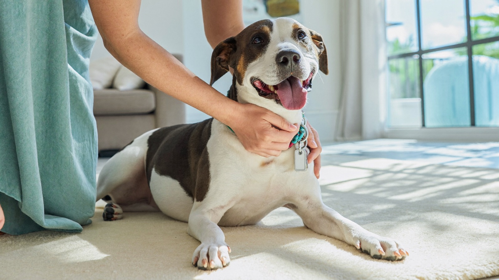Grain-Free Dog Food & DCM: What to Know