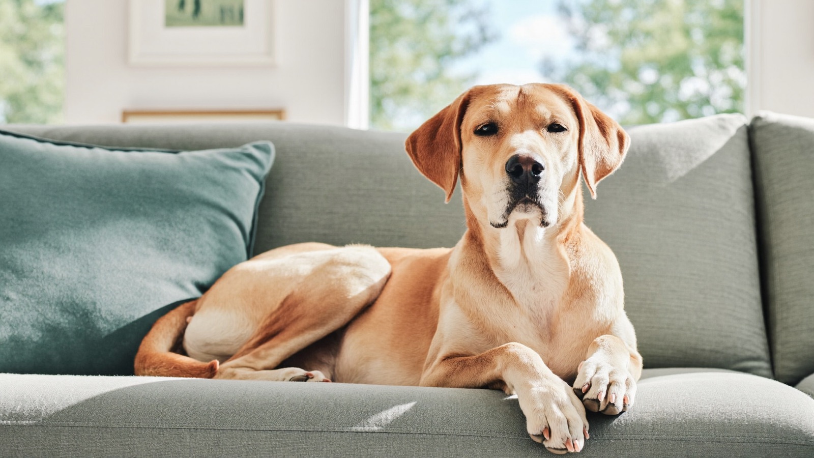 Heart Murmur in Dogs: What It Means