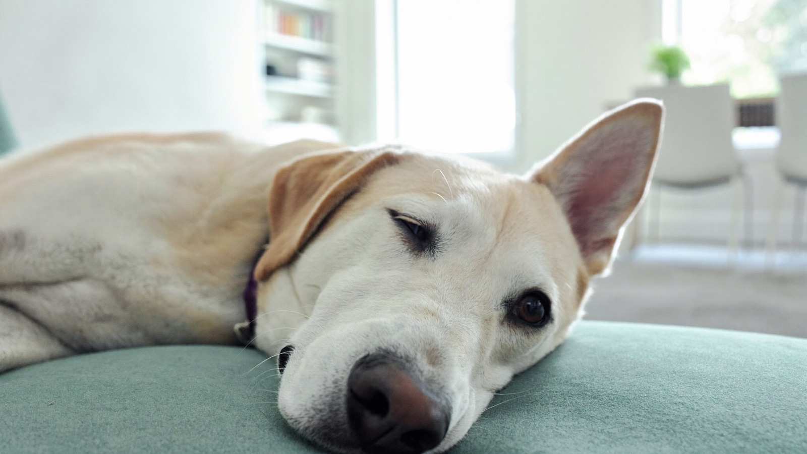 Heartworm Disease in Dogs: Signs & Prevention